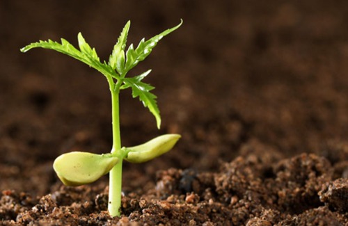 五行中的土耳其语是什么