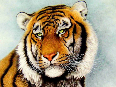 这是未来三年老虎人命运的秘密