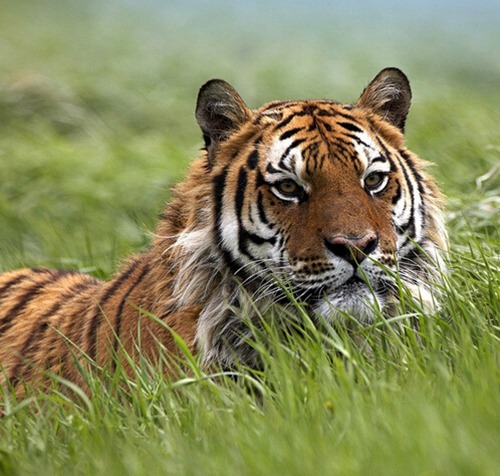 属虎几月出生好呢