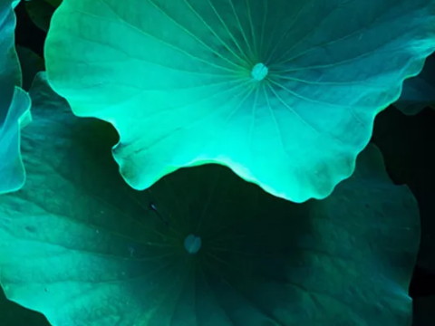 没有婚姻的人是什么样的性格