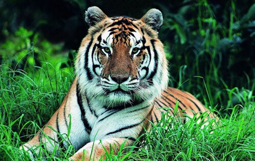 属虎几月出生最好命