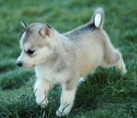 生肖狗配对大全