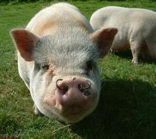 属猪出生日命运如何