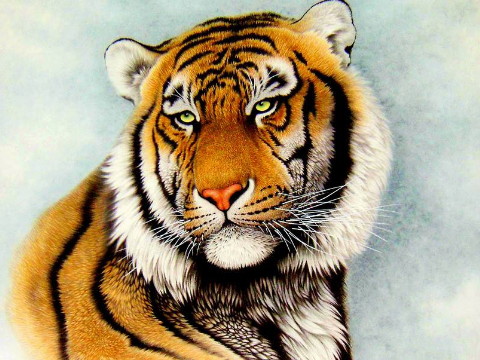 1998年和2021年老虎的幸运色是什么