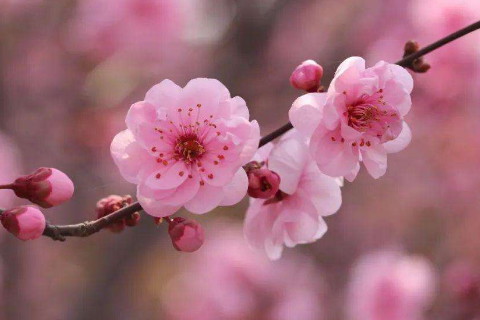 2020年犯桃花劫的生肖