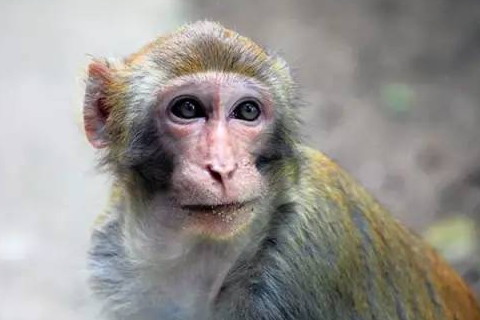 正月初二出生的人命运好吗