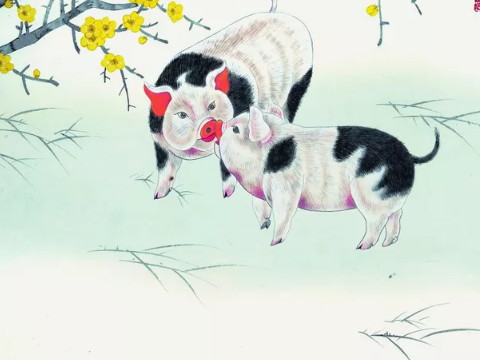 阴历哪个月的母猪生得不好