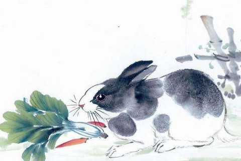 哪个生肖最聪明最漂亮