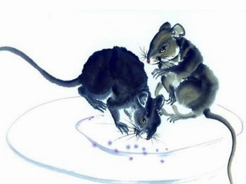 这只母老鼠是什么时候在王宓出生的？这只母老鼠是什么时候在王宓出生的？