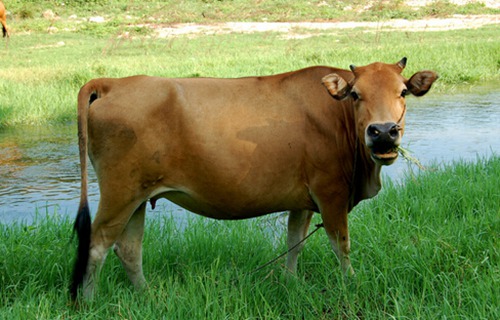 属牛几月出生最好命