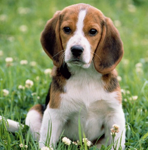 属狗人出生时的命运如何