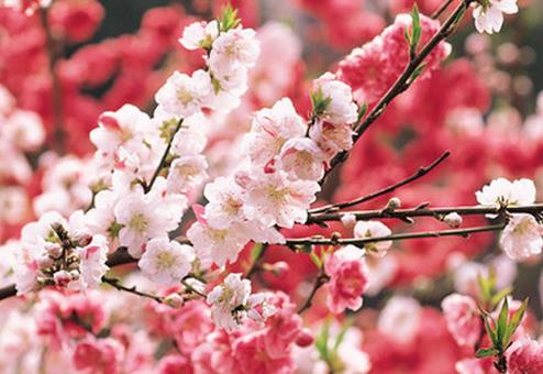 让你的爱情更甜蜜的风水布局