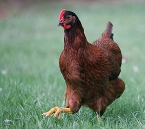 属鸡人出生月命运如何