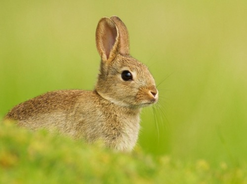 2014年马年家兔人体运输分析
