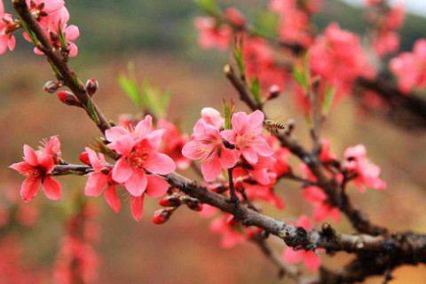 2020年哪个生肖桃花正旺