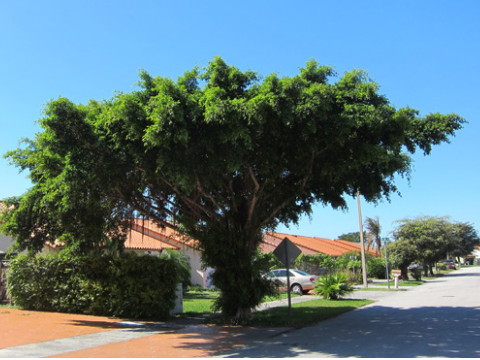 房子前面的环境也要避免以下风水禁忌