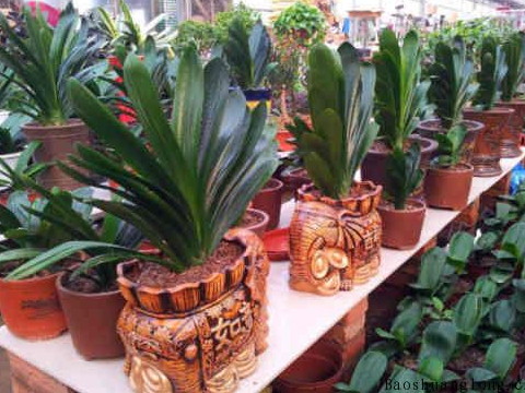 八种植物是幸运和繁荣的