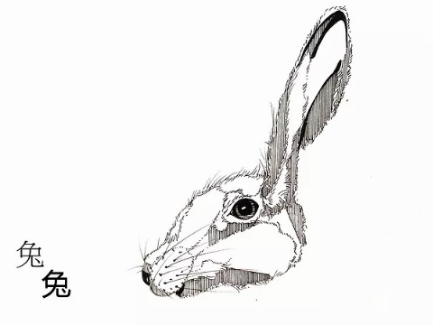 兔子在农历的哪一天出生？好运