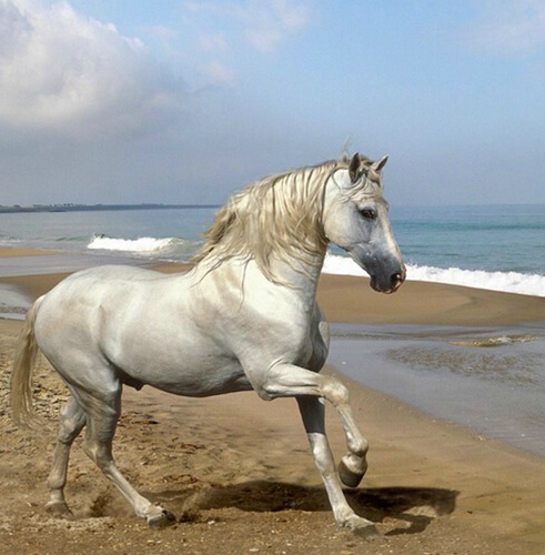 属马人出生时的命运如何