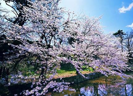 会带来野桃花的风水