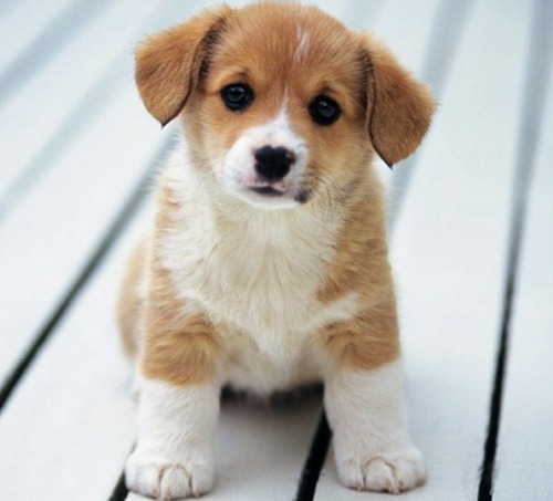 2014年，狗狗的旅程完成了