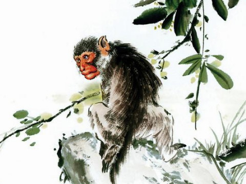 1980年的猴子到2021年有多大