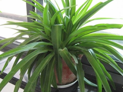 有利于改善工作运势的绿植办公室布置