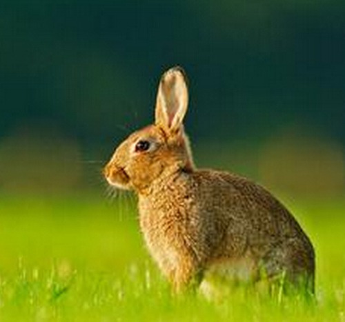 属兔人出生时的命运如何