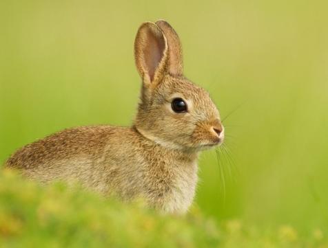 母兔的最佳搭配是什么