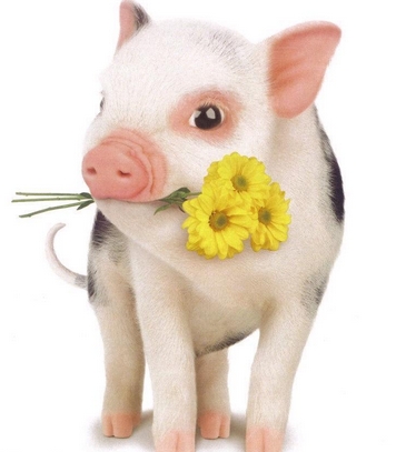 2014年，完整收集了属于猪的人