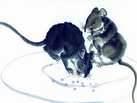 1996年，鼠属什么时候孕育了美好的一流生活