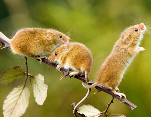 属鼠人出生月命运如何