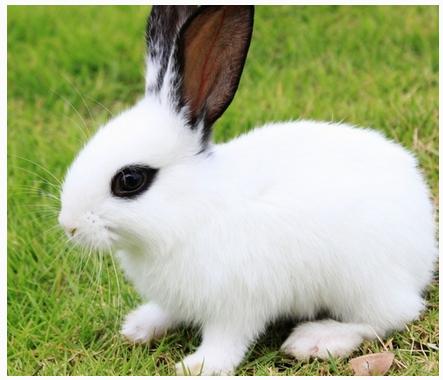 兔子应该配什么标志