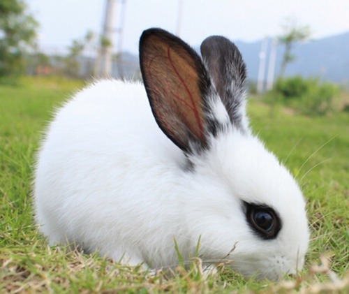 属兔的几月出生最好命阴历男孩女孩