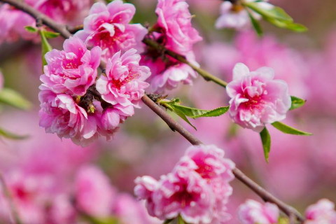 2020年如何推广桃花