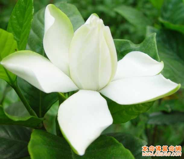 五行看办公室花的风水