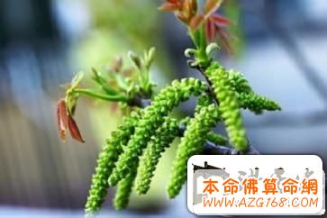 羌族山珍简介羌族特产核桃花是怎样的