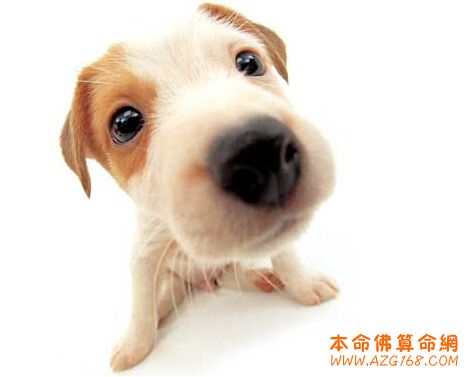 1994年属狗的人是什么命