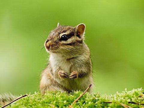 有一颗坚强的心和一颗坚强的心的生肖女人