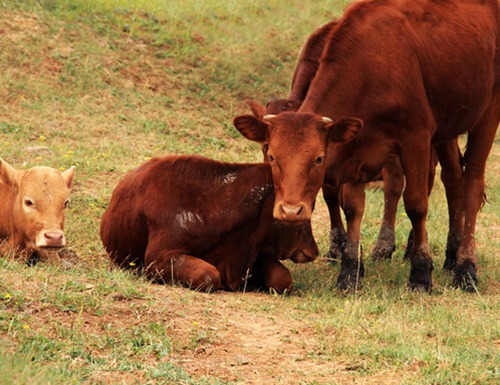属牛出生日命运如何