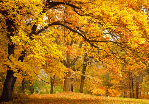 2007年属猪的人什么命