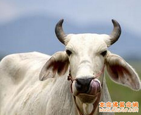 2015年属牛人犯太岁怎么办