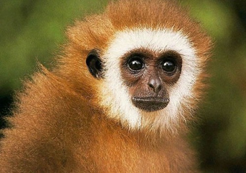 2014年马年猴子的人类之旅分析