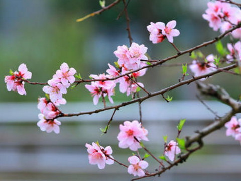 2020年下半年最红火的生肖女