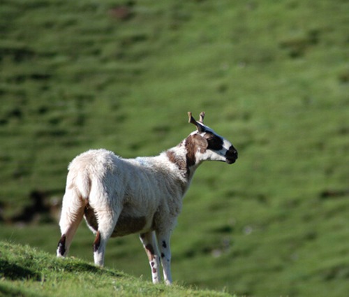 属羊几月出生好呢