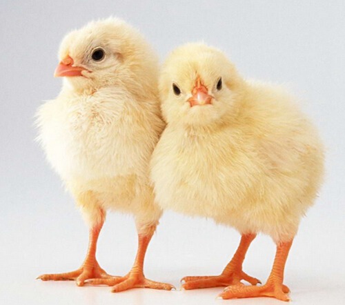 属鸡人出生时的命运是怎样的