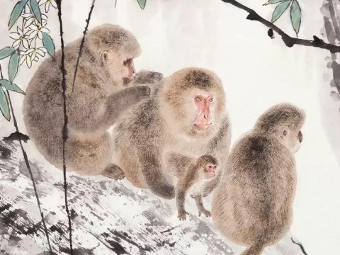 1992年的猴子到2021年有多大