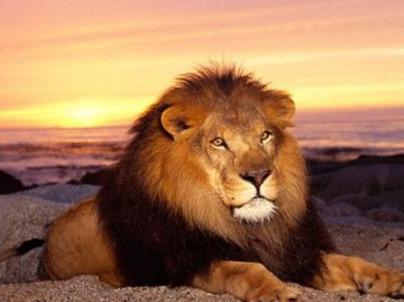 狮子座男性的最佳搭配是什么