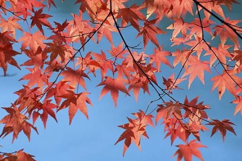 八字看谁会闪婚