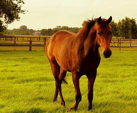 什么是好的生肖马